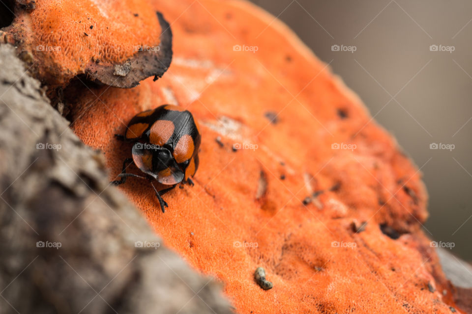 ladybug under orange fungy