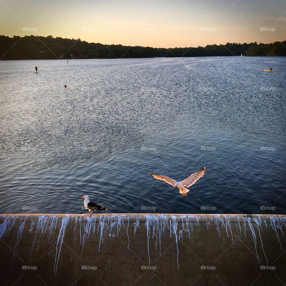 View of birds at Mystic dam