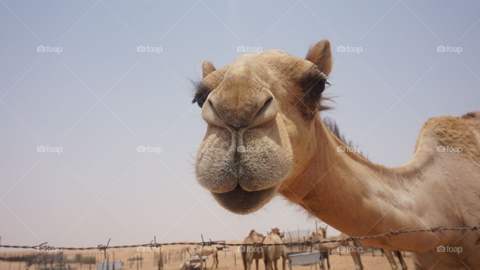 Camel
