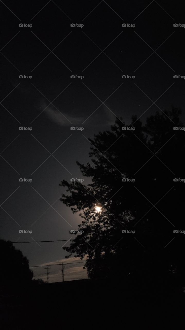 moon through the trees