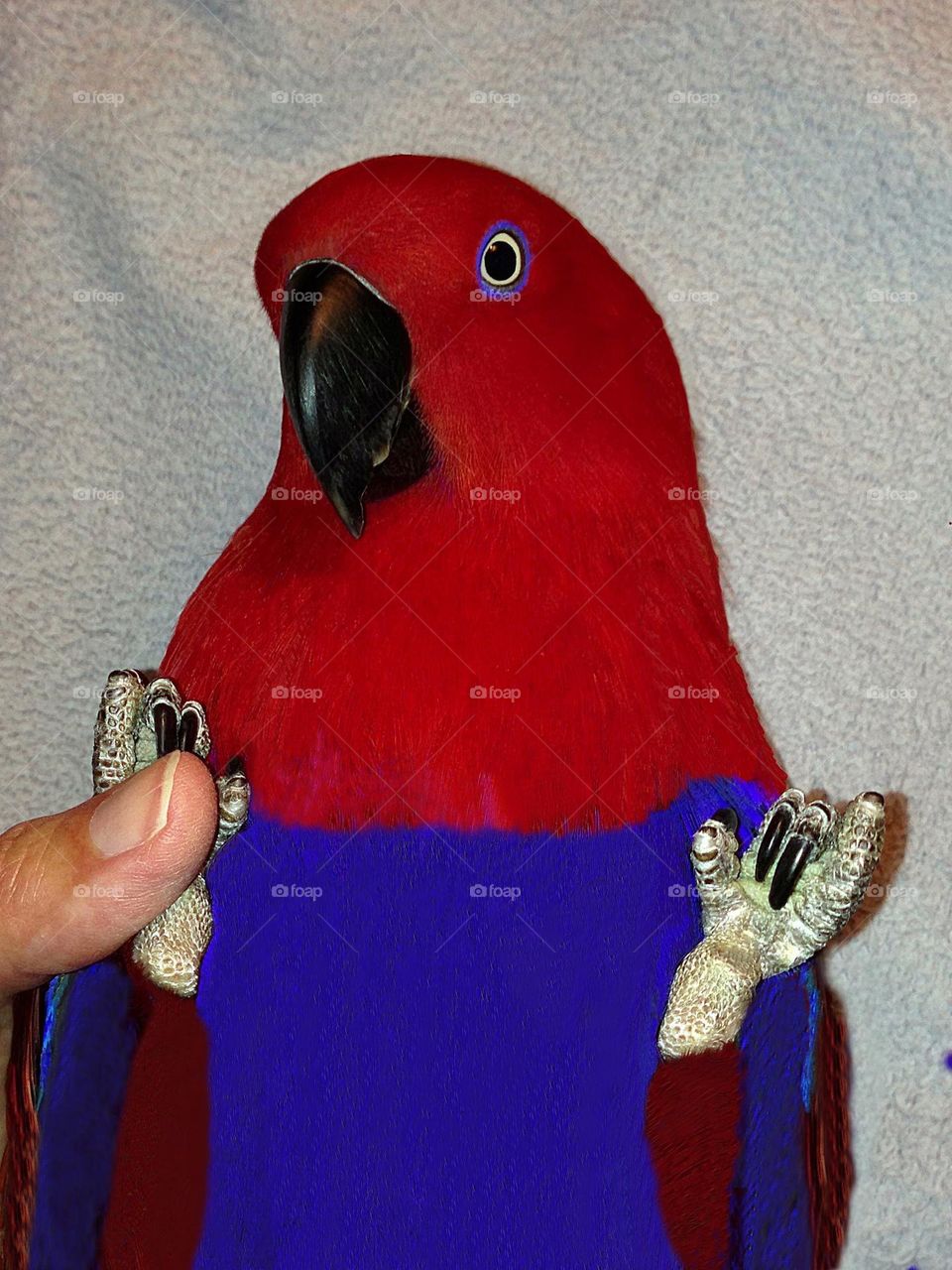 Parrot and woman holding hands.