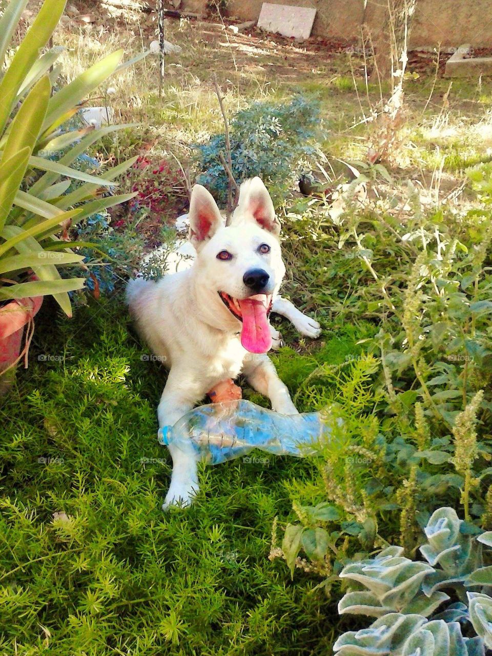 White, beautiful dog