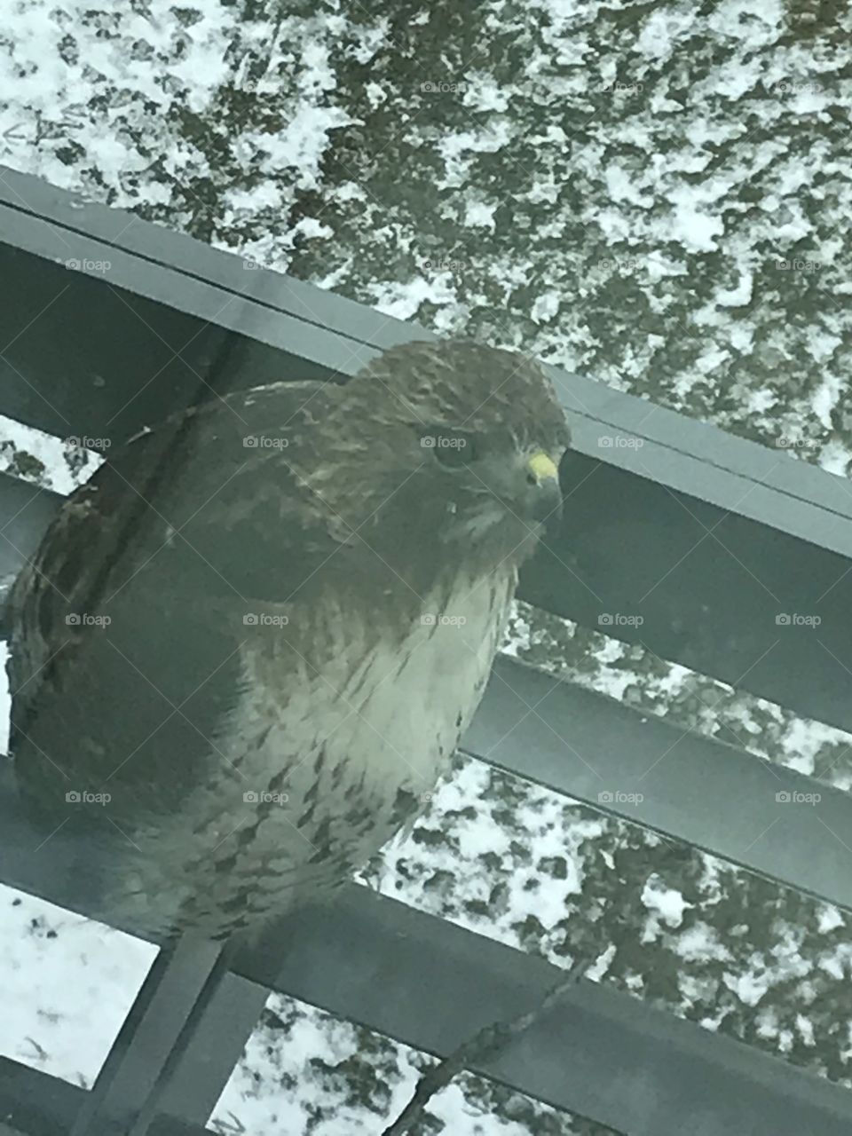 Hawk on the 4th floor edge in London Ontario. 