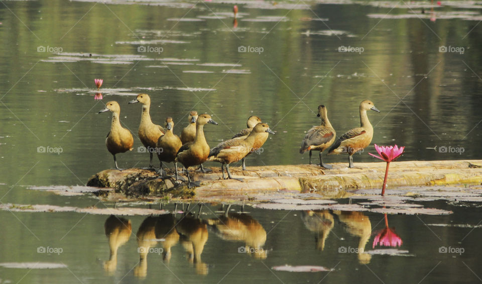 This migratory duck found all over the Bangladesh make it more beautiful than others.