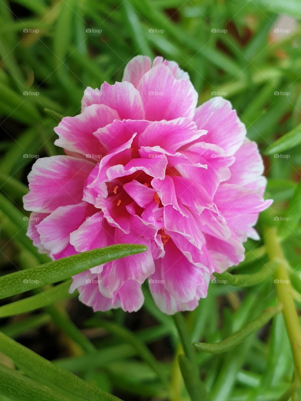 the portulaca grandiflora