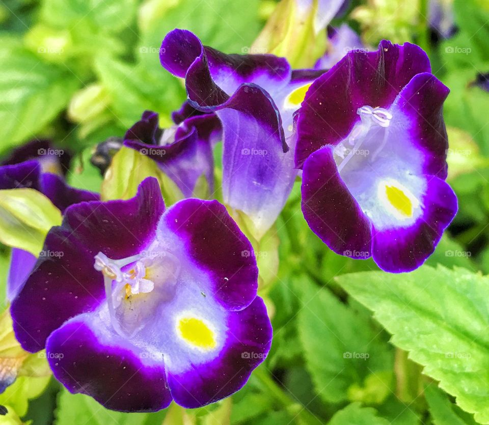 Elevated view of bright flowers