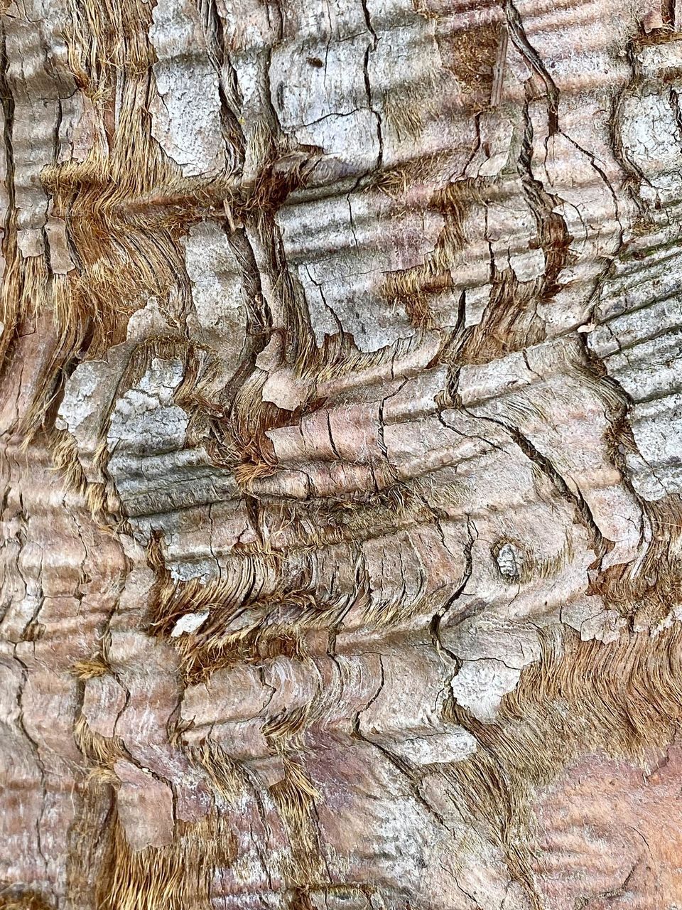 Close up of tree bark