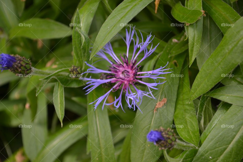 Wild aster, wildflower alpine area of Canada's Rocky Mountains 