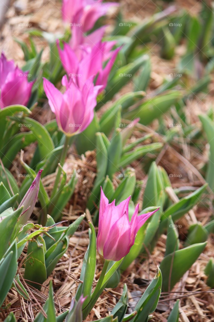 Pink Tulips