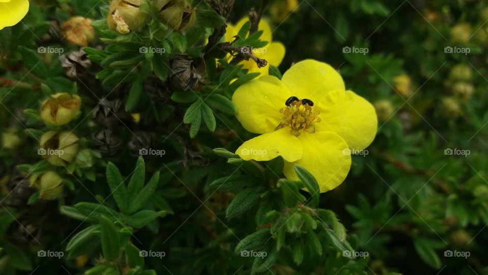 little yellow flower