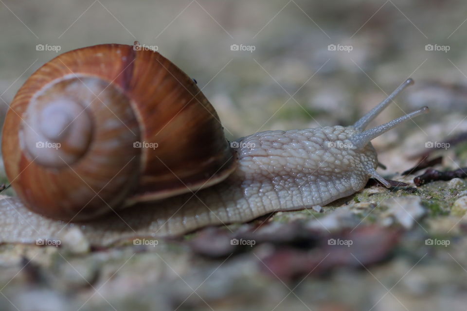 Close-Up Of Burgundy Snail