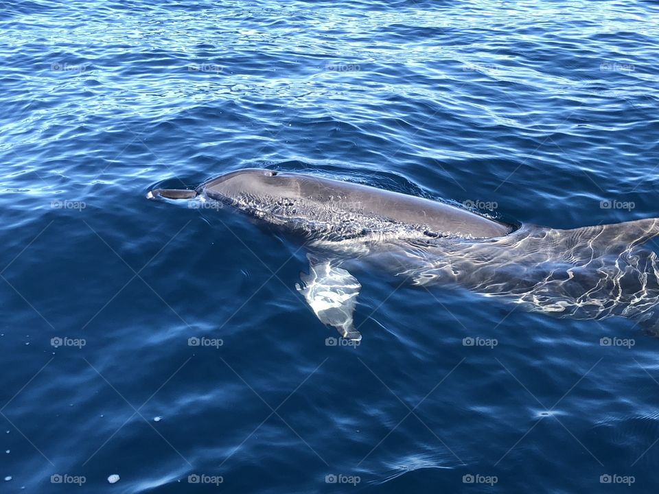 A dolphin in the sea where it is meant to be (not entertaining humanity in a pool:()