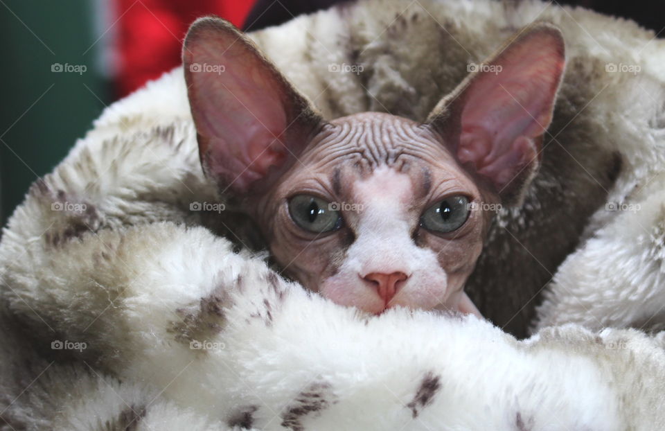 Portrait of a sphynx hairless cat