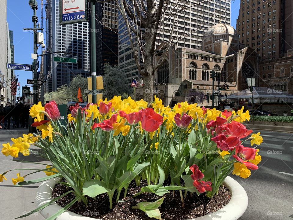 Spring in New York, cherry blossom, New York in bloom, spring time, Manhattan 
