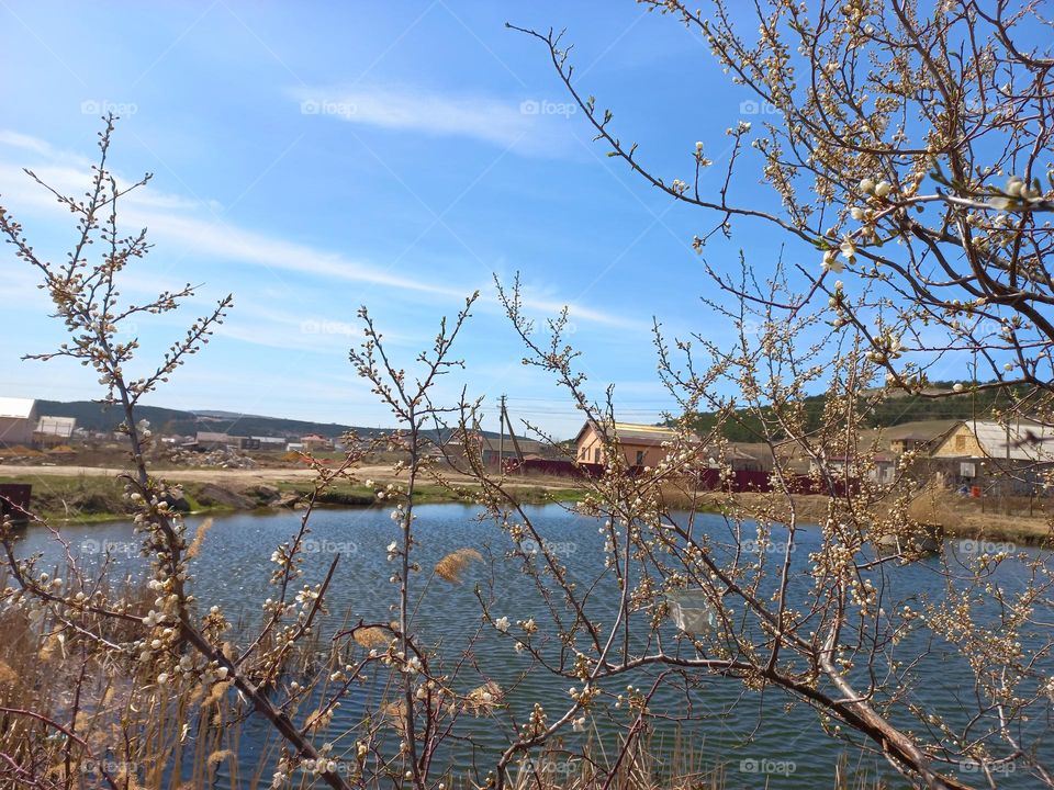 branches of a flowering plum tree on the shore of the lake