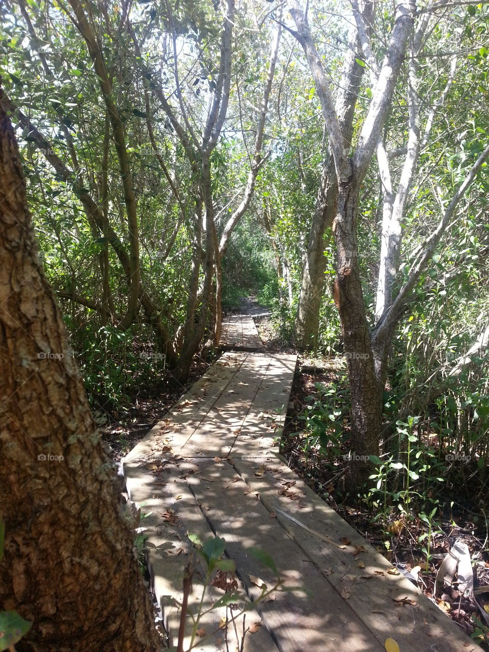 A nice nature walk through Melbourne Florida!