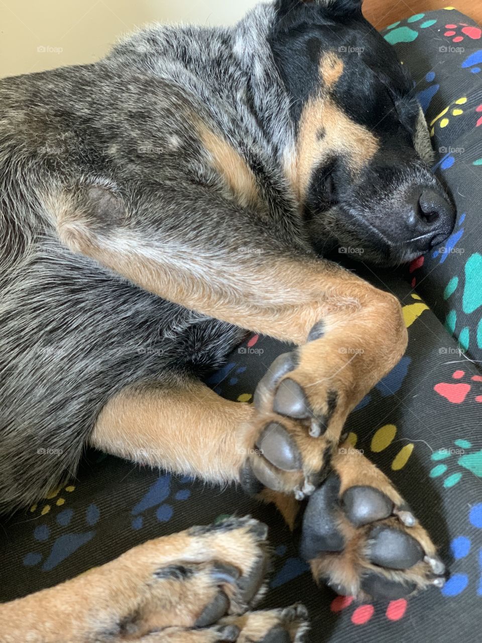 Dog, peace, lithe paws, sleep 