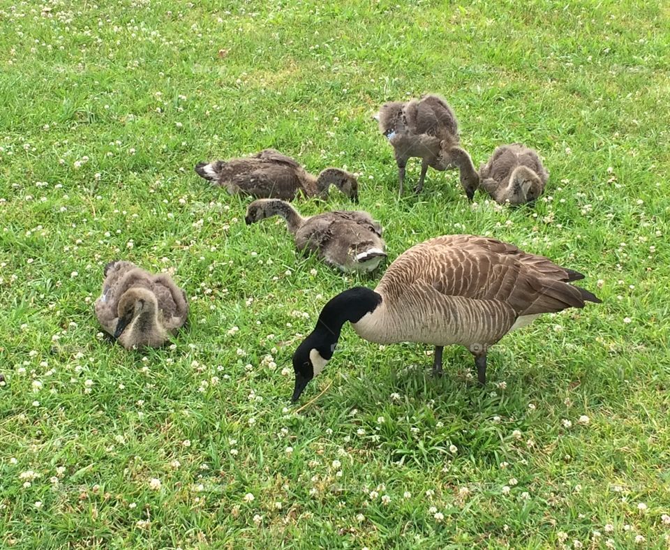 Canadian Goose and Goslings