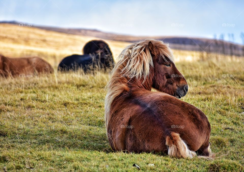 Icelandic horses in autumn fields in iceland