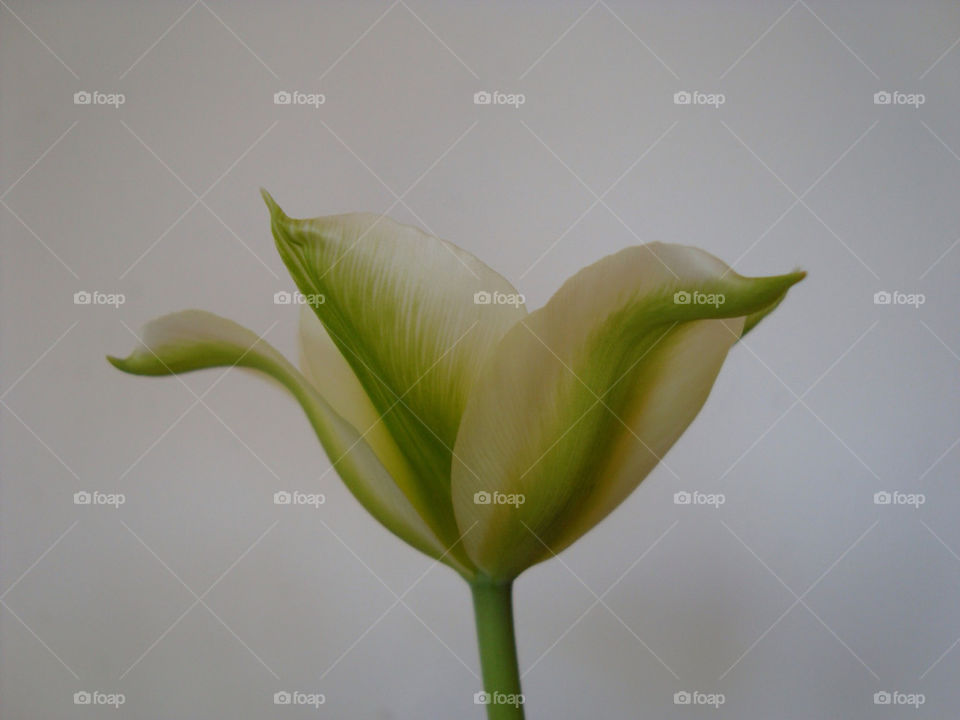 green flower blomma tulip by uffi