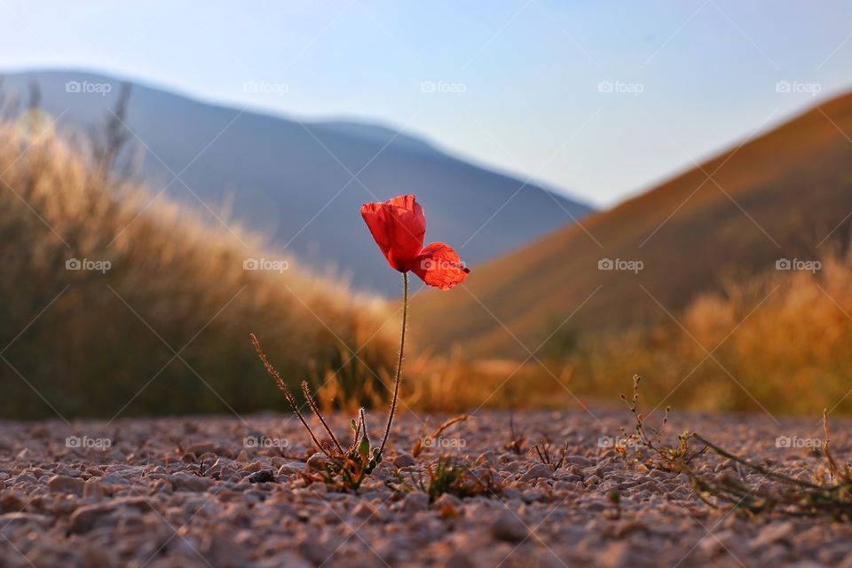 Red poppy on road 