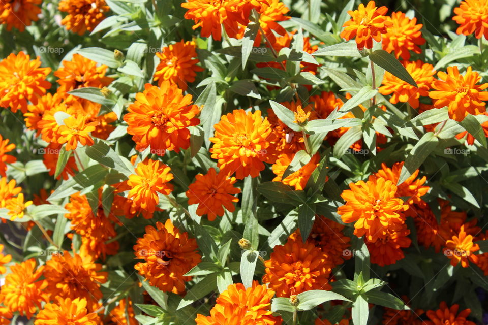 Orange flowers on sunny day