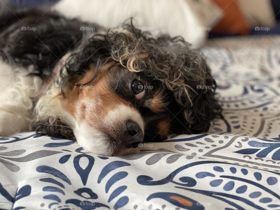 Goofy silly old dog rubbing her face on the bed 