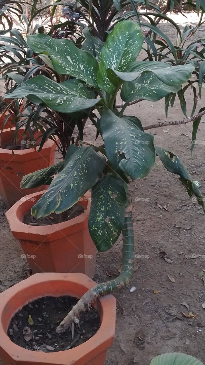 Dieffenbachia