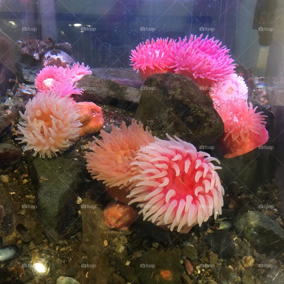 A vibrant underwater scene featuring a variety of sea anemones in soft pink, peach, and coral hues. The anemones' delicate tentacles float gracefully, swaying with the water’s movement. Their translucent bodies create a gentle, ethereal glow.