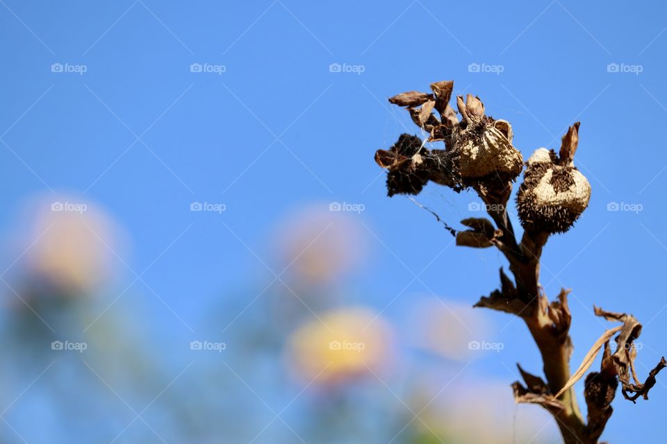 Dead dried out rose flowers stark against blue sky space for text 