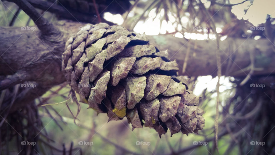 lonely pine cone