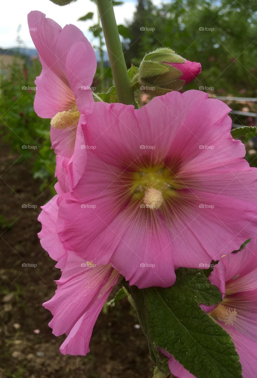 Flowers 