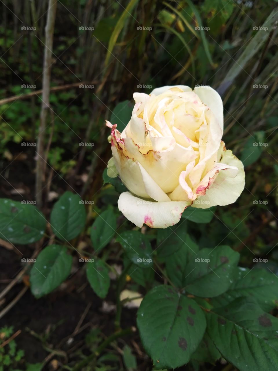 white rose