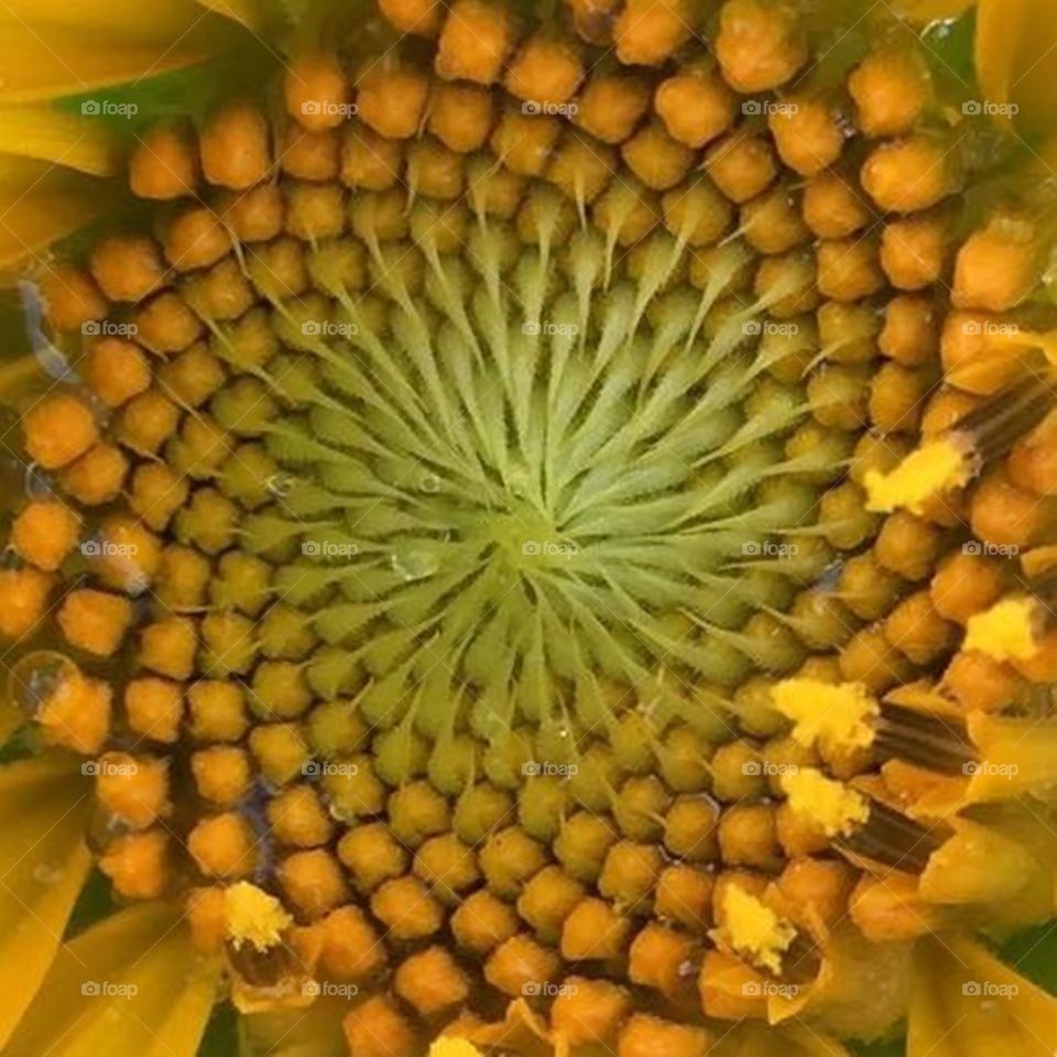 Close up and personal in the rain with a sunflower 