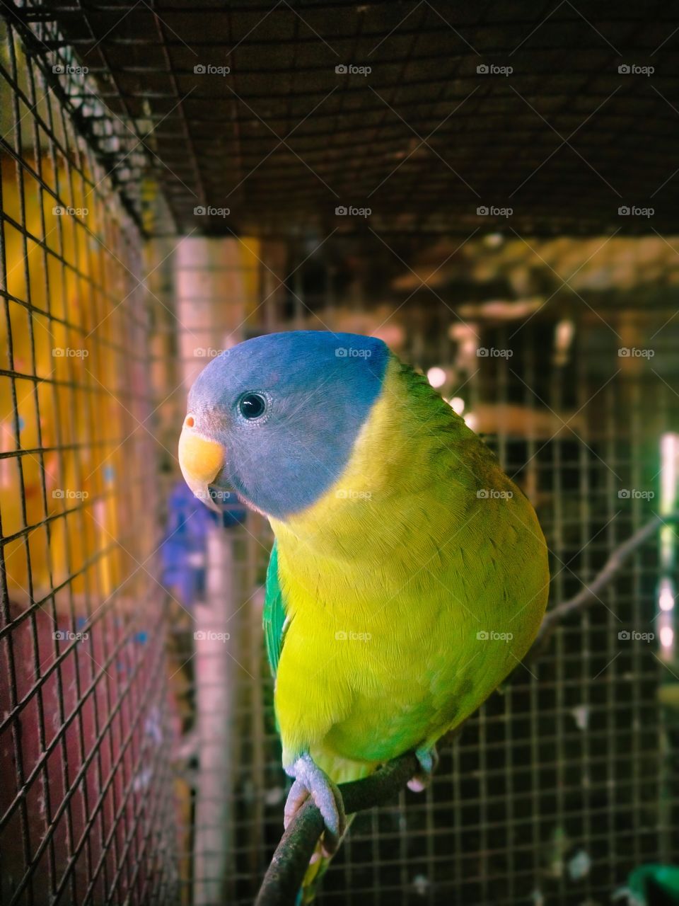 plum headed parakeet