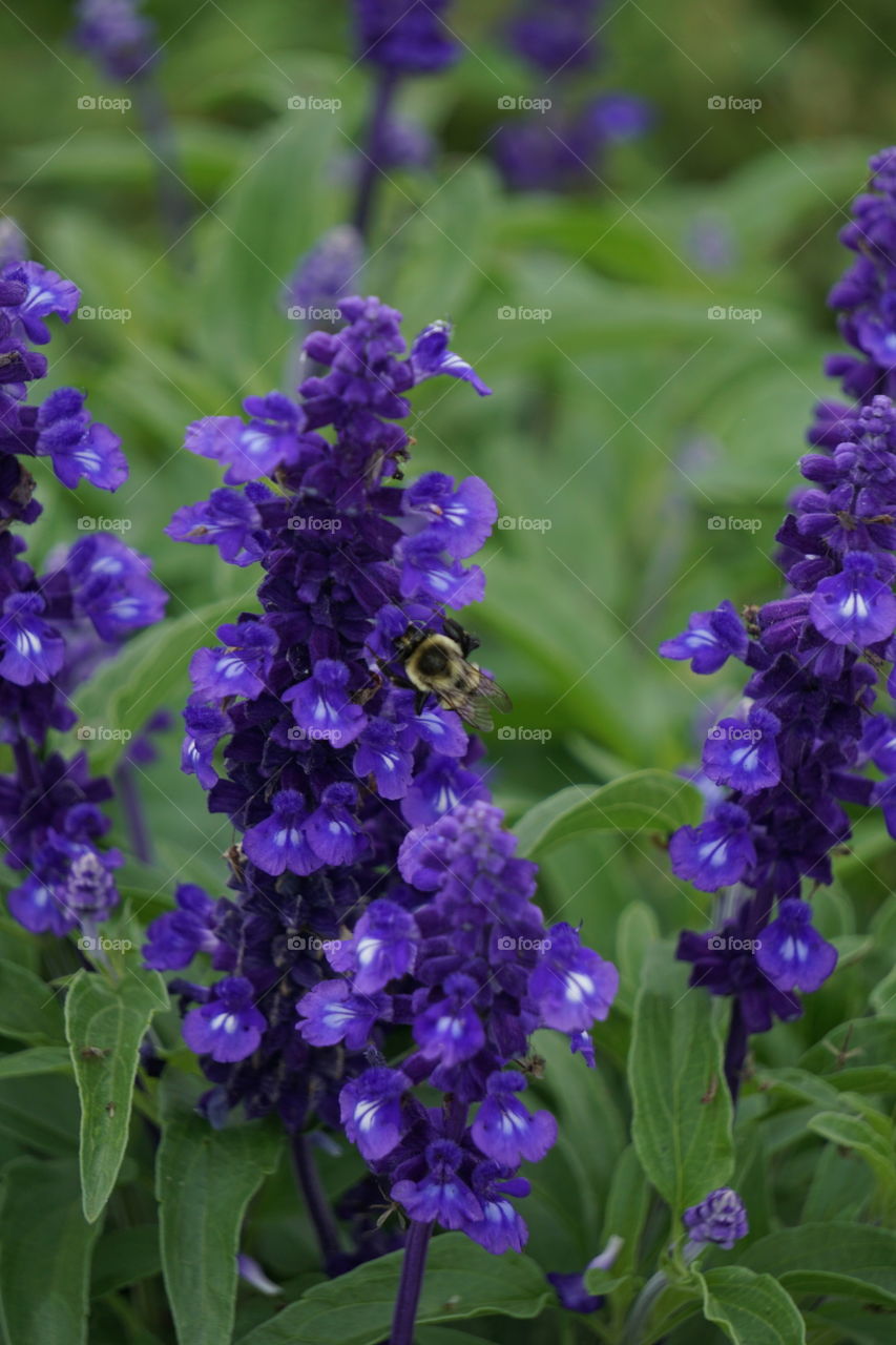 A pollinator, pollinating. 