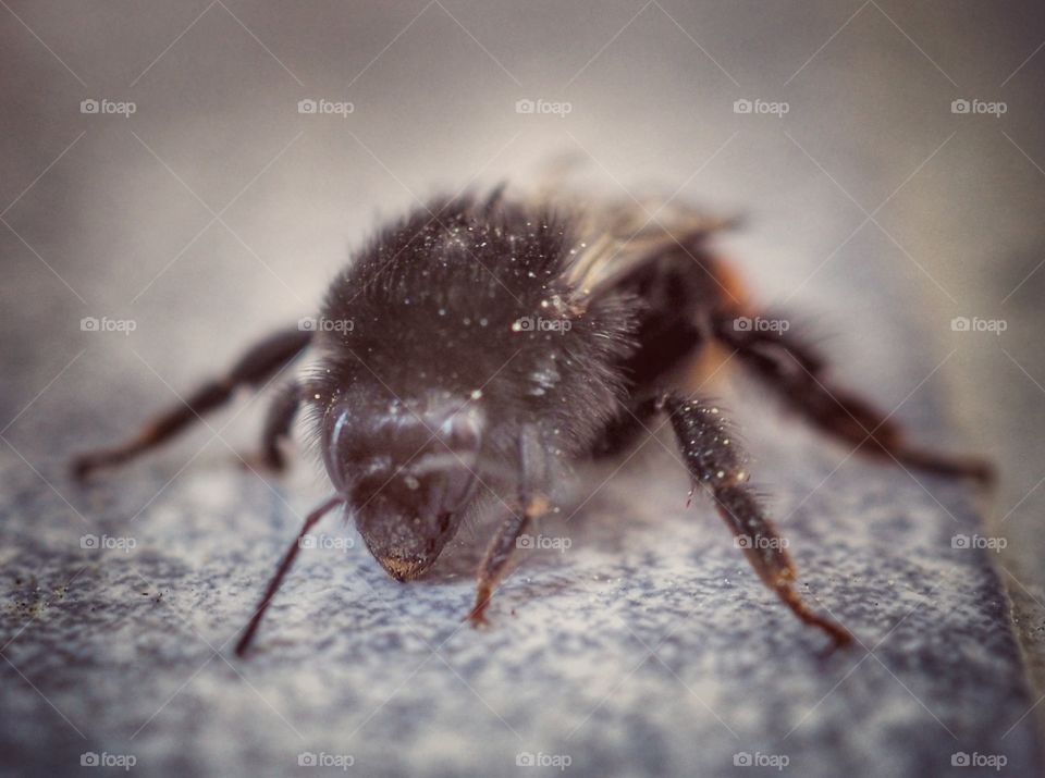 bee