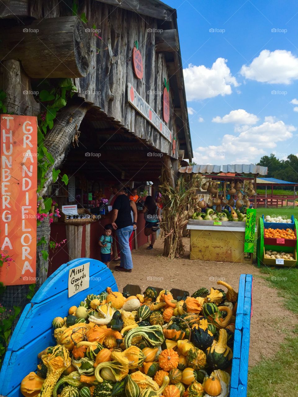 Pumpkin Patch in Marble Falls, Texas