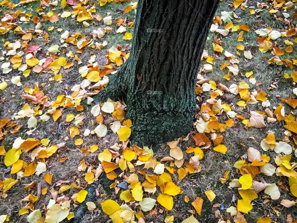 Tree trunk with yellow autumn leaves fallen beside