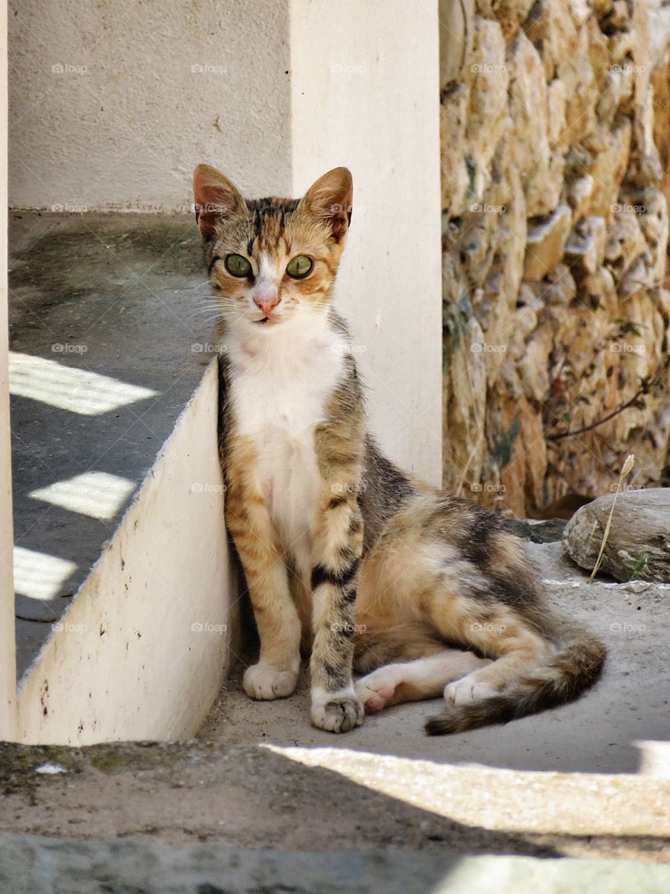 Greek cat Folegandros Greece 