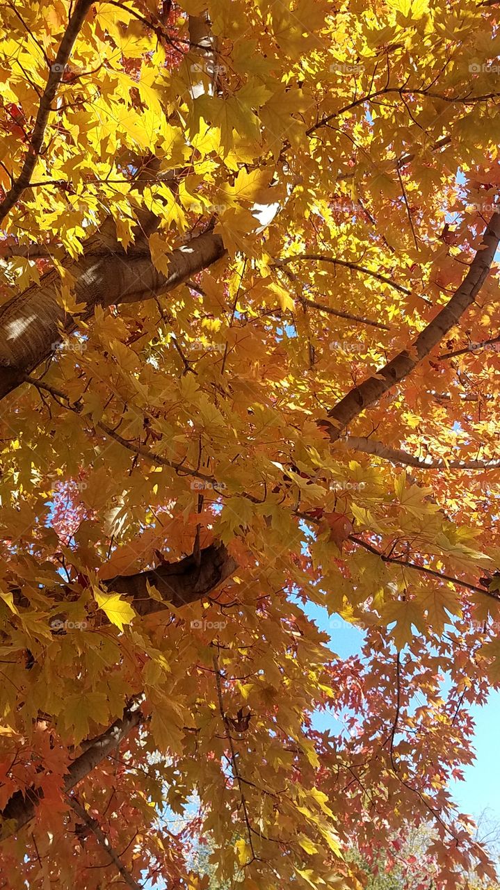 Fall afternoon colors