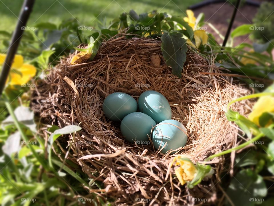 High angle view of robins egg in nest