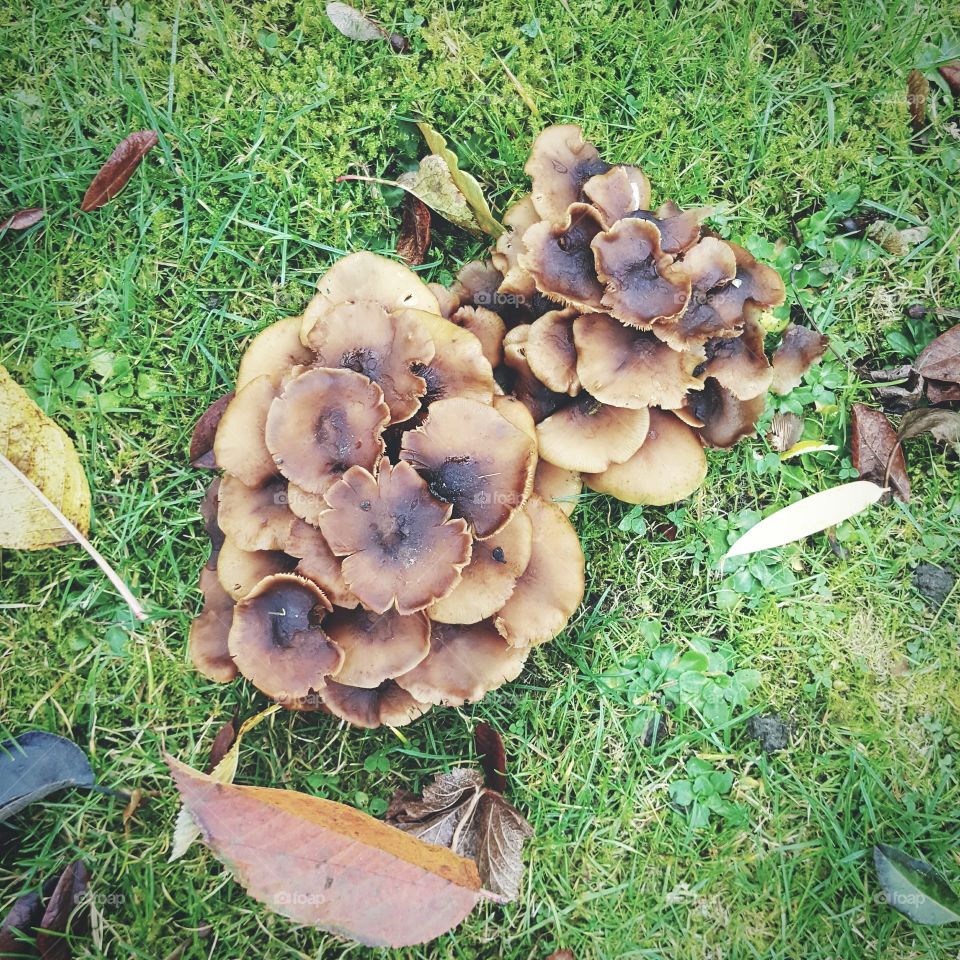 Mushrooms in the wild