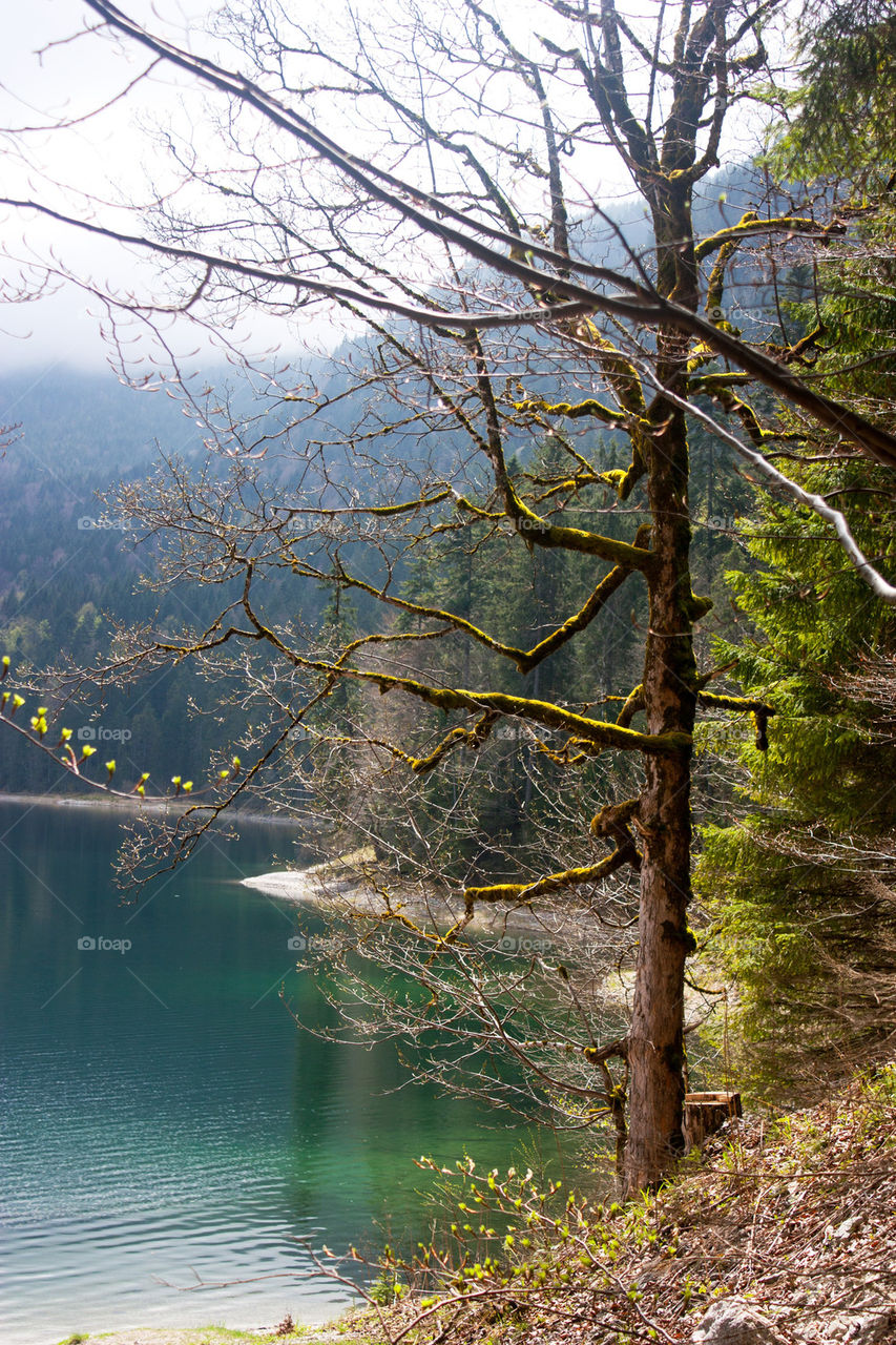 Obersee