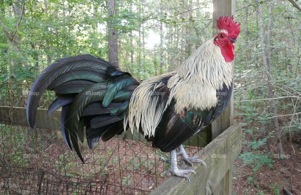 Bantum Rooster