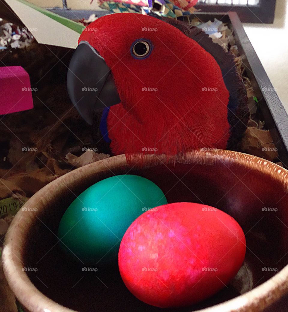 Beautiful red parrot tending brightly colored eggs.