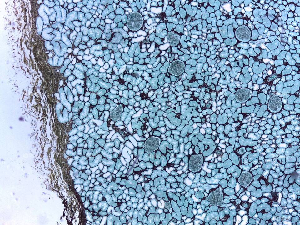The beauty abstract of human cells.