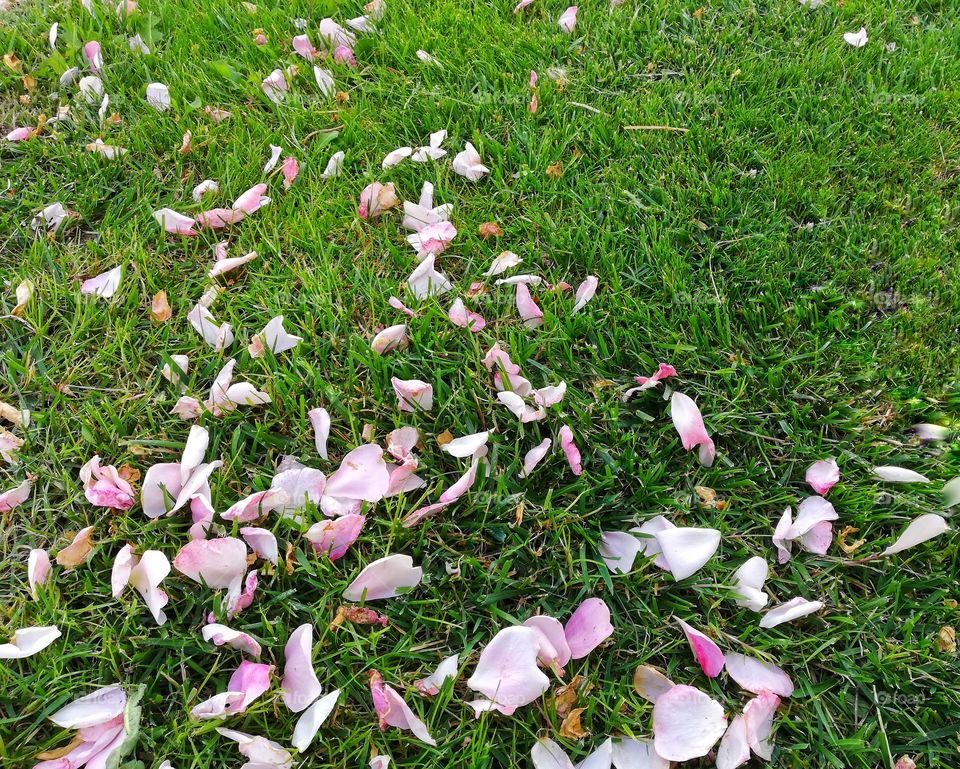 Rose petals on the lawn