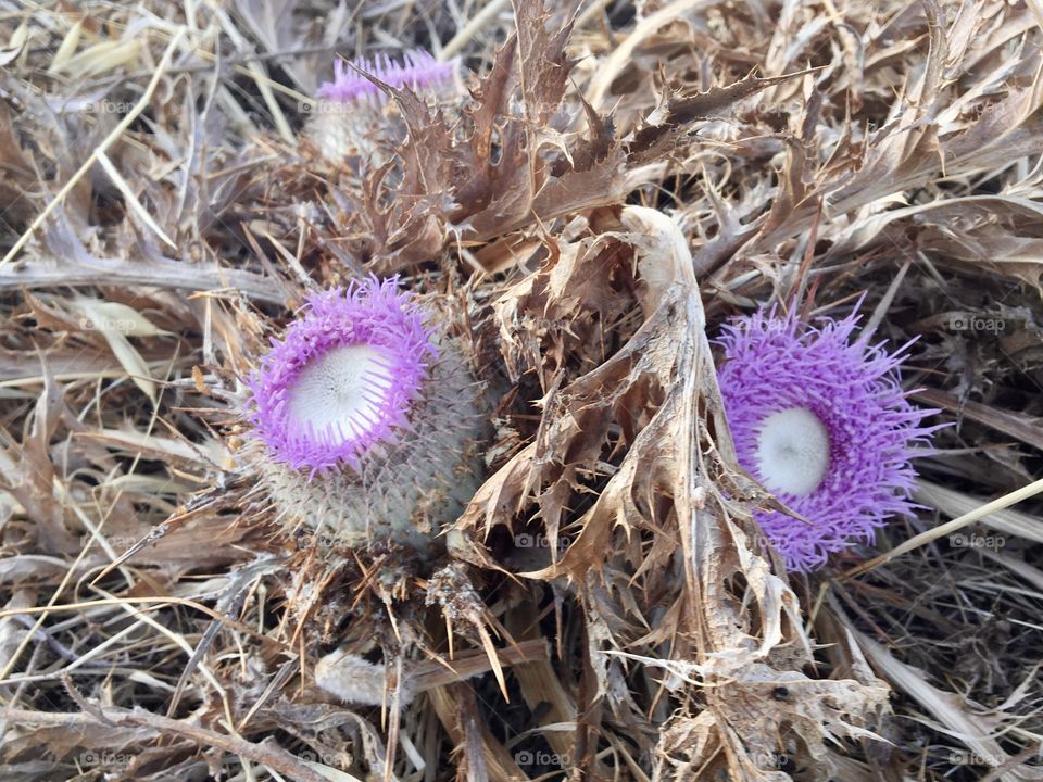 Yet colored thistles after blooming time in dry summer