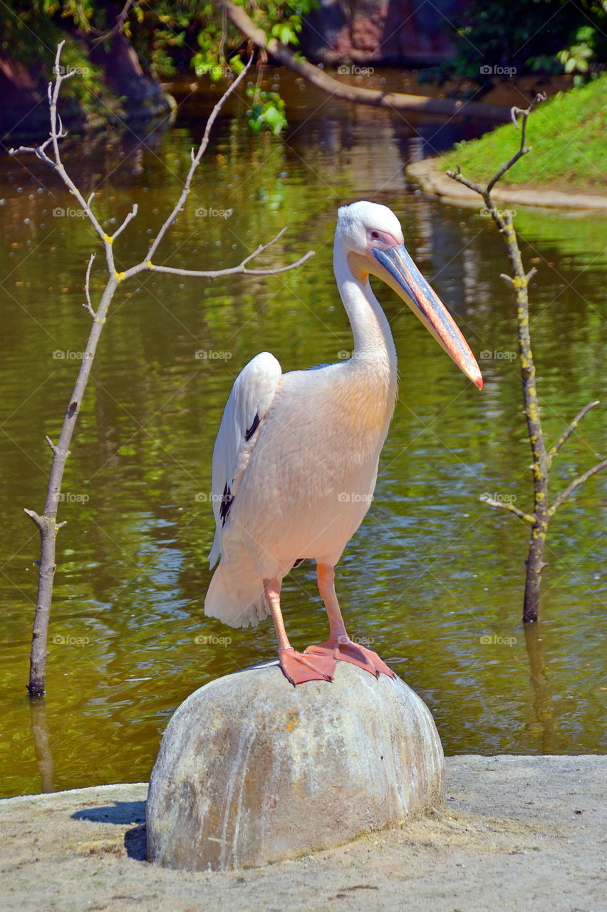 Pelican on rock